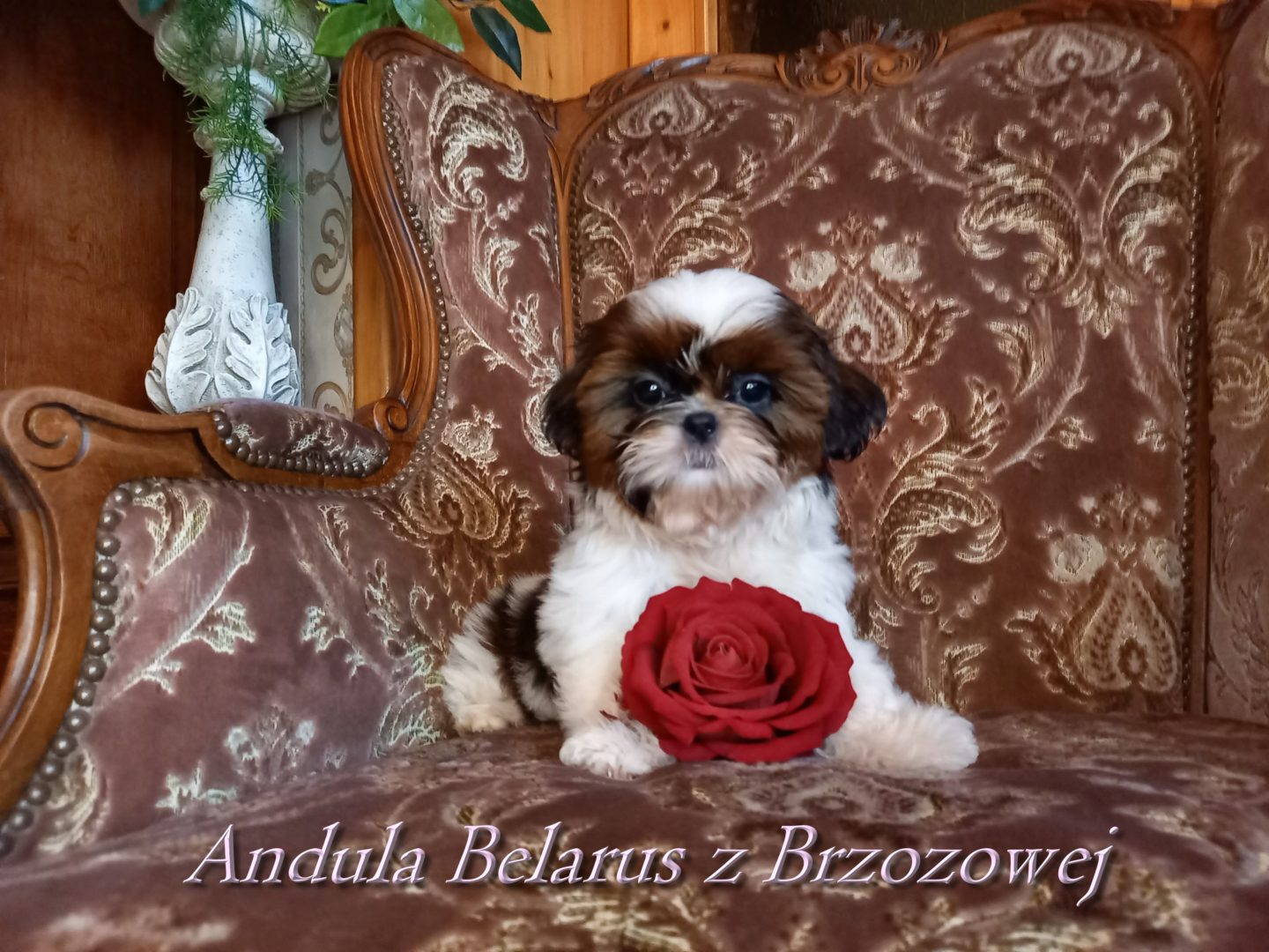 Andula Belarus z Brzozowej