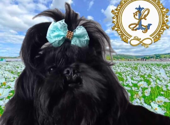 Coffi Love For The Shih Tzu