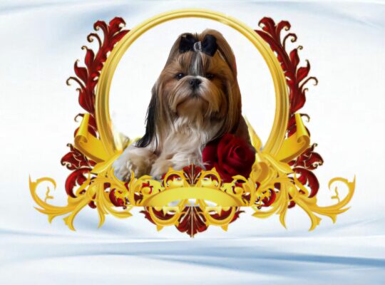Shih Tzu