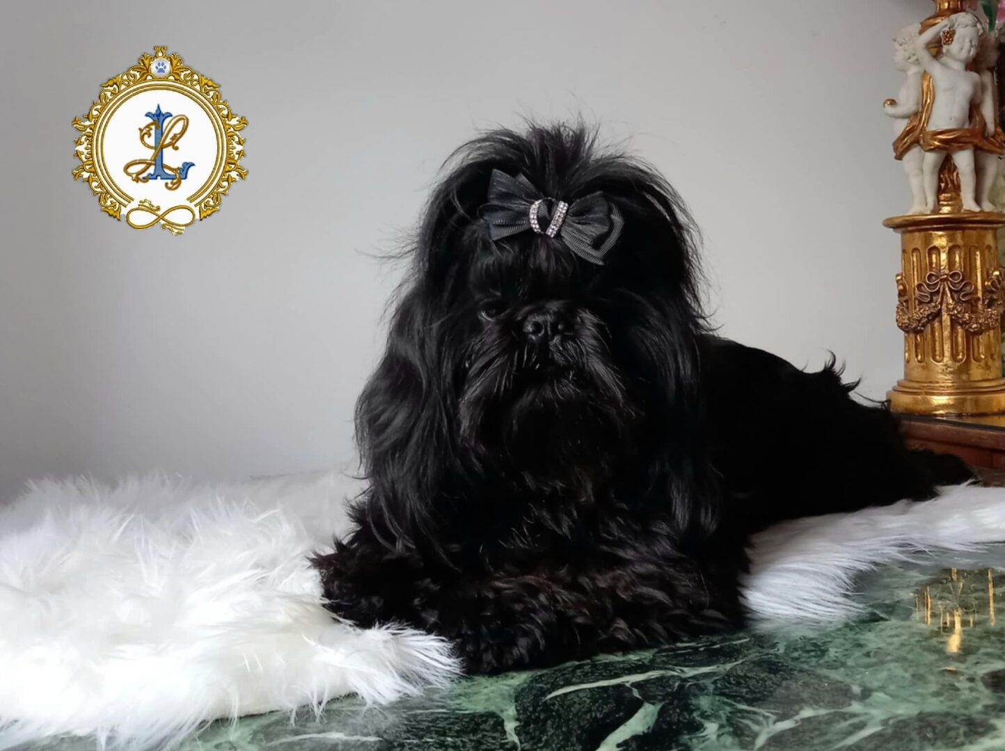 Coffi Love For The Shih Tzu