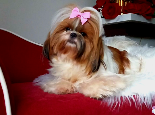 La Bella Luna Lapis Lazuli 