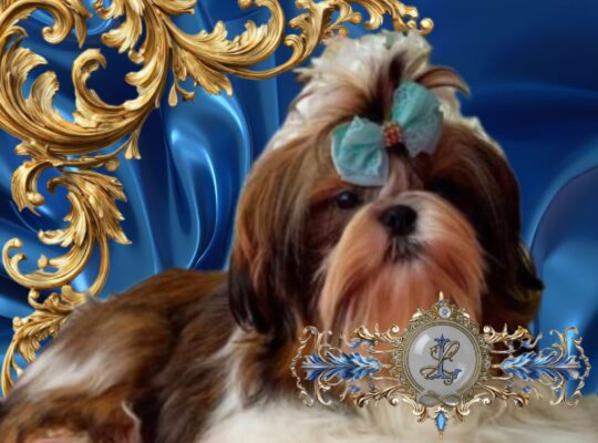 Shih Tzu