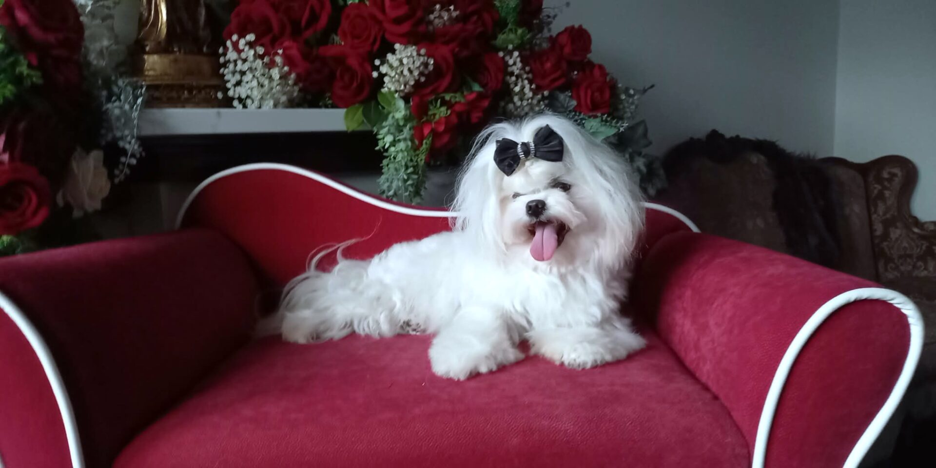 Harry z Grodu Bielucha FCI