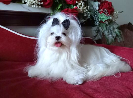 Silver vel MV z Grodu Bielucha FCI 