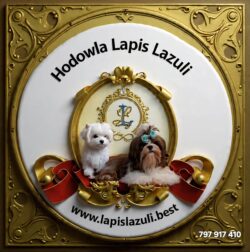 Hodowla Lapis Lazuli 