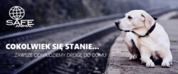 Safe-animal.eu | SAFE-ANIMAL | Międzynarodowa Baza Danych https://share.google/F2lqjj3HoOKLnSmlO